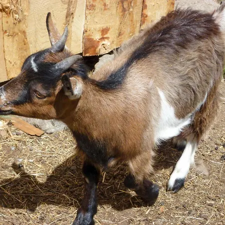 Himmelsbach By Interhome Apartment